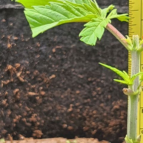 BB- G13 growlog timeline photo