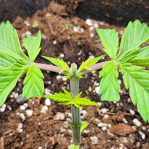 BB- G13 growlog timeline photo