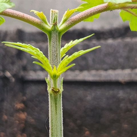 BB- G13 growlog timeline photo