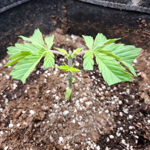 BB- G13 growlog timeline photo