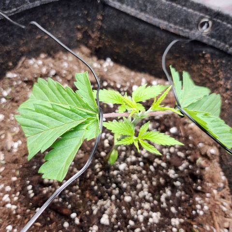 BB- G13 growlog timeline photo