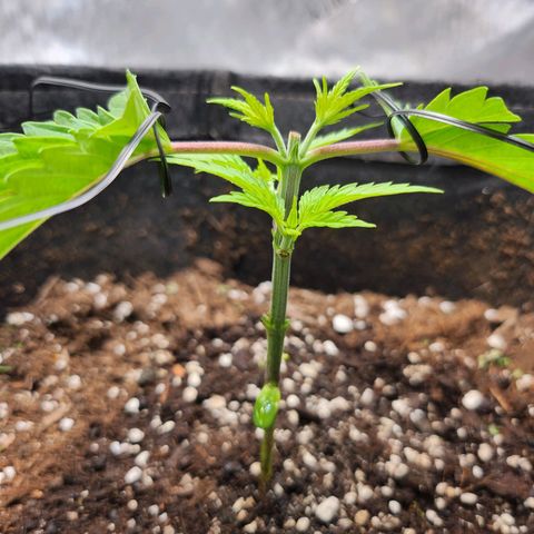 BB- G13 growlog timeline photo