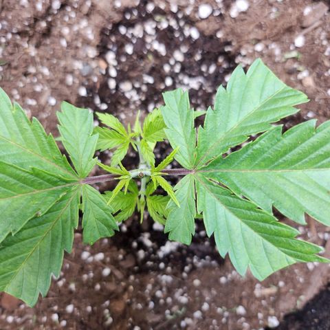 BB- G13 growlog timeline photo