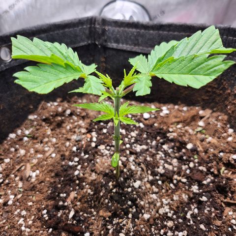 BB- G13 growlog timeline photo