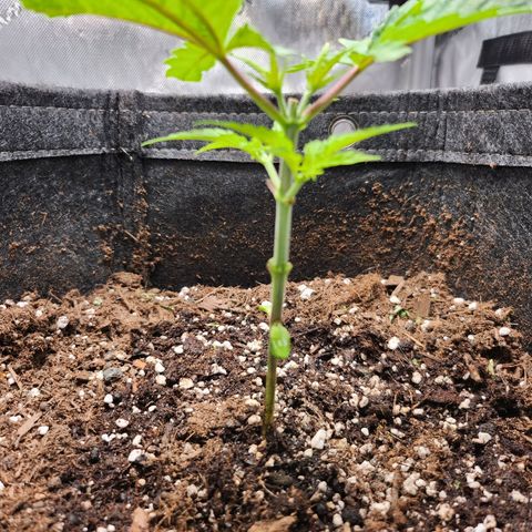 BB- G13 growlog timeline photo