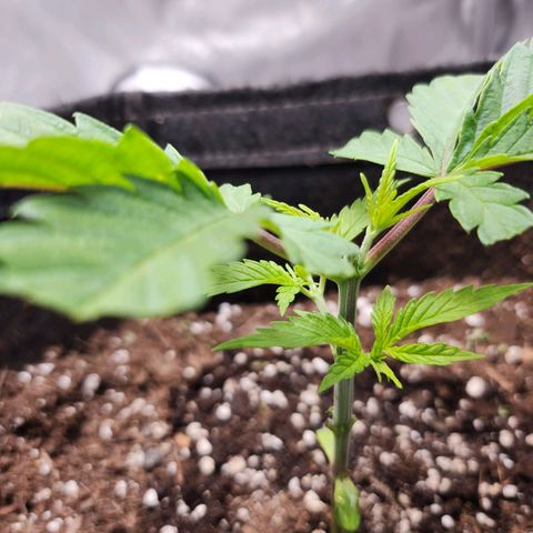 BB- G13 growlog timeline photo