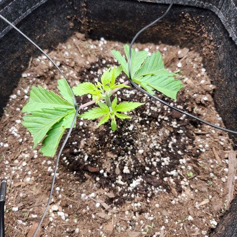 BB- G13 growlog timeline photo