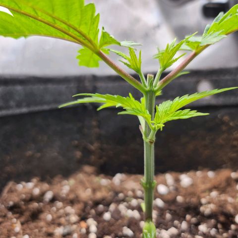 BB- G13 growlog timeline photo