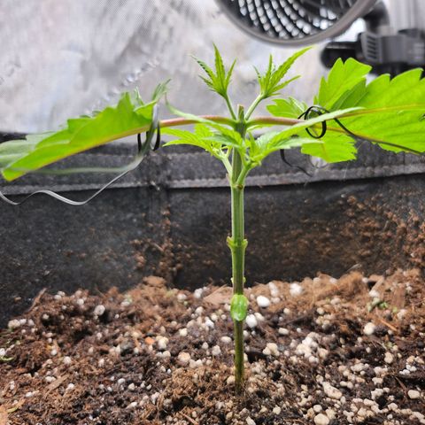 BB- G13 growlog timeline photo