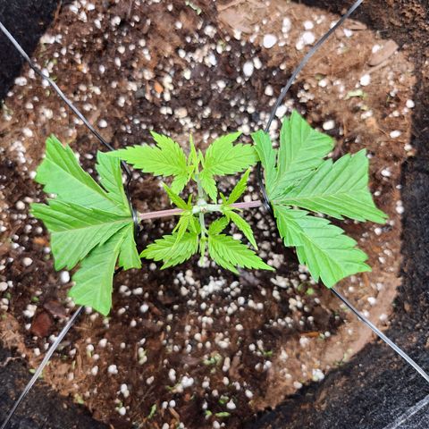 BB- G13 growlog timeline photo