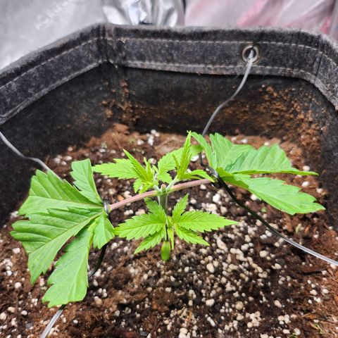 BB- G13 growlog timeline photo