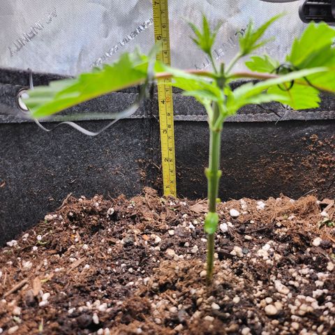 BB- G13 growlog timeline photo