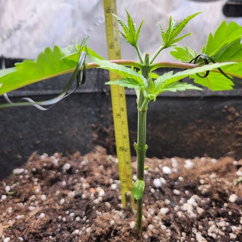 BB- G13 growlog timeline photo