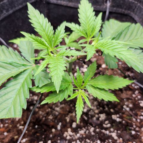 BB- G13 growlog timeline photo