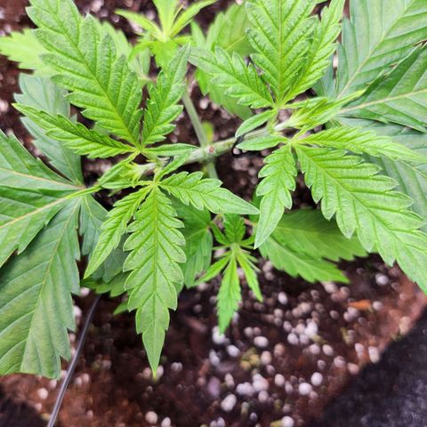 BB- G13 growlog timeline photo