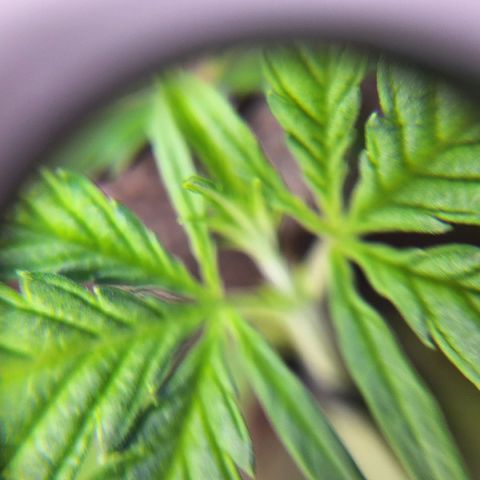 BB- G13 growlog timeline photo