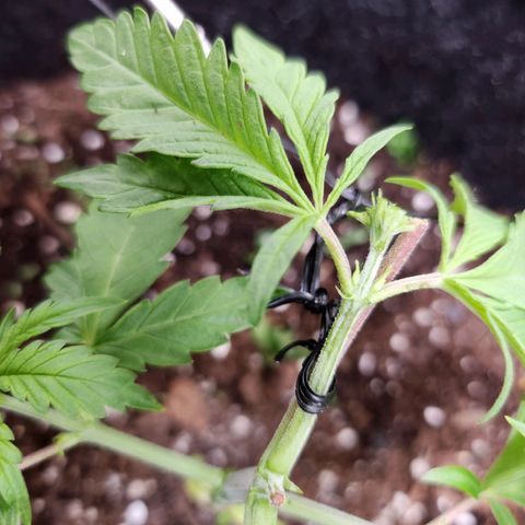BB- G13 growlog timeline photo