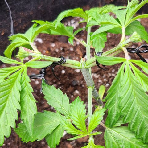 BB- G13 growlog timeline photo
