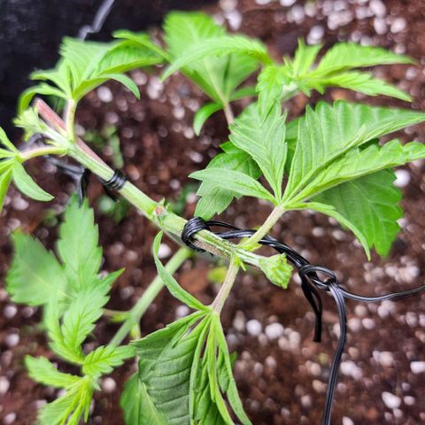BB- G13 growlog timeline photo