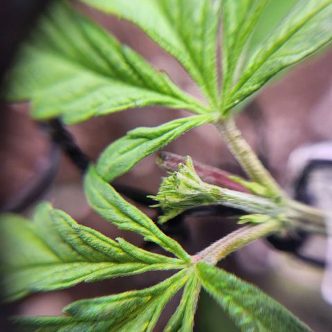 BB- G13 growlog timeline photo