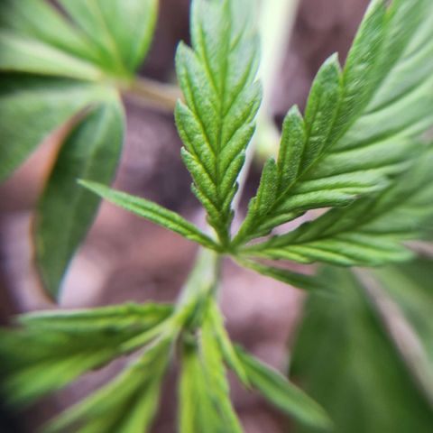 BB- G13 growlog timeline photo