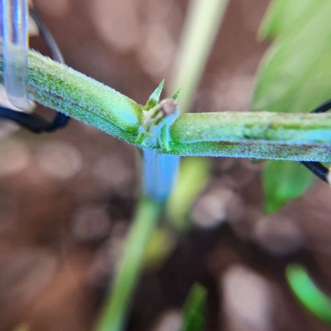 BB- G13 growlog timeline photo