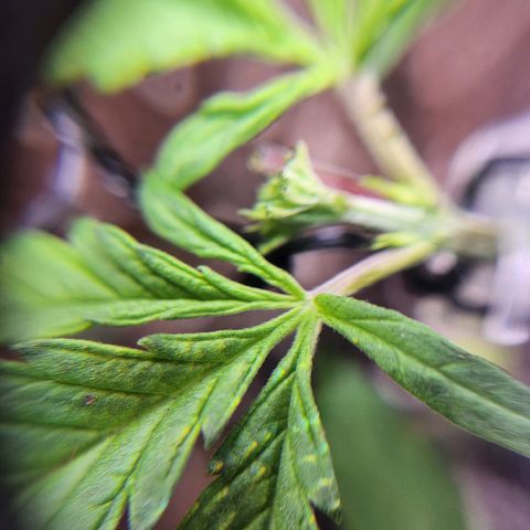 BB- G13 growlog timeline photo
