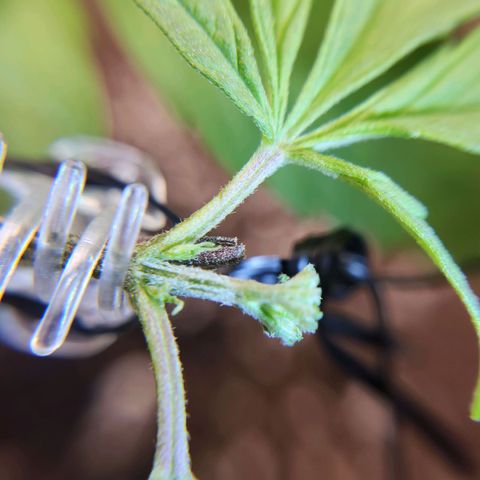 BB- G13 growlog timeline photo