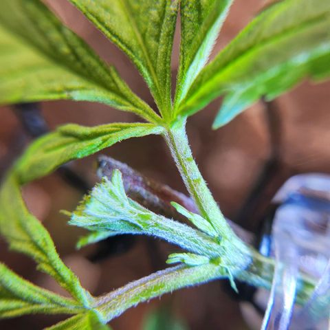 BB- G13 growlog timeline photo