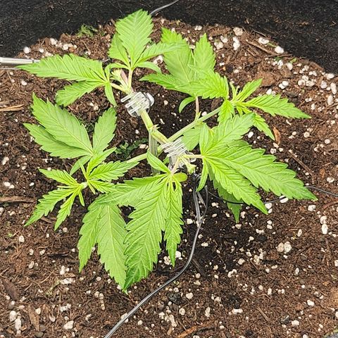 BB- G13 growlog timeline photo