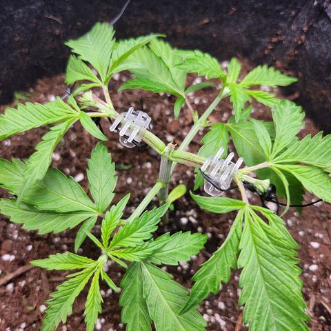 BB- G13 growlog timeline photo