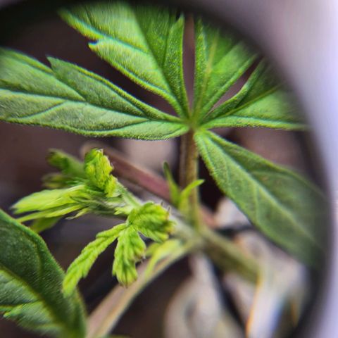 BB- G13 growlog timeline photo