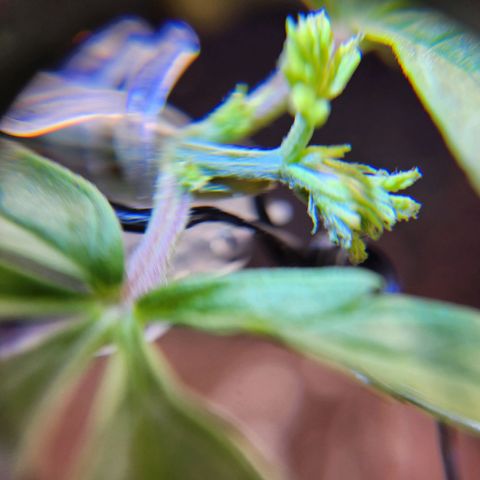 BB- G13 growlog photo: Post FIM close ups