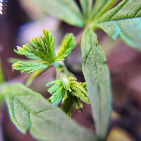 BB- G13 growlog photo: Post FIM close ups