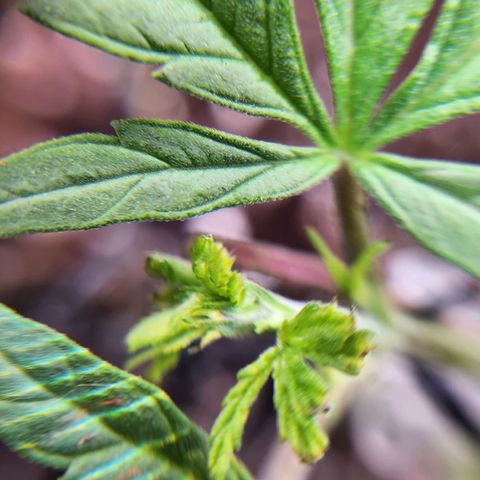 BB- G13 growlog photo: Post FIM close ups