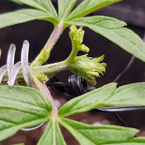 BB- G13 growlog photo: Post FIM close ups