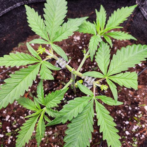 BB- G13 growlog photo: Post FIM close ups