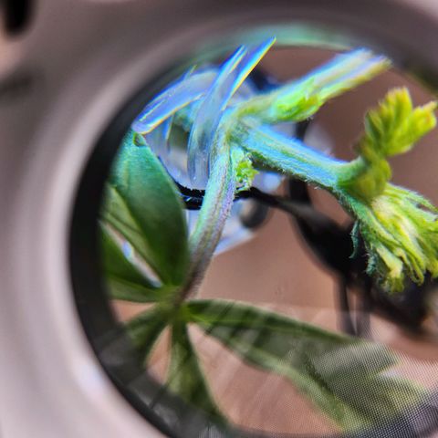 BB- G13 growlog photo: Post FIM close ups