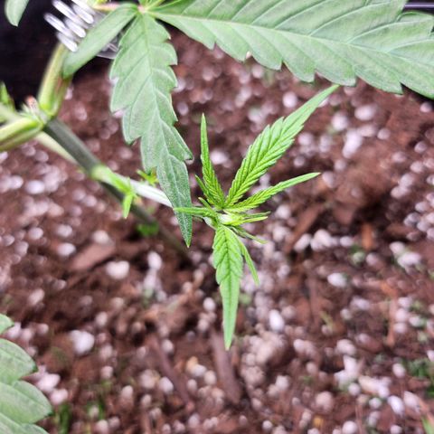 BB- G13 growlog timeline photo