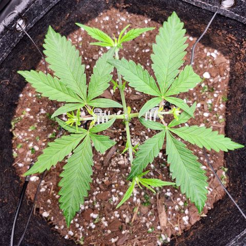 BB- G13 growlog timeline photo
