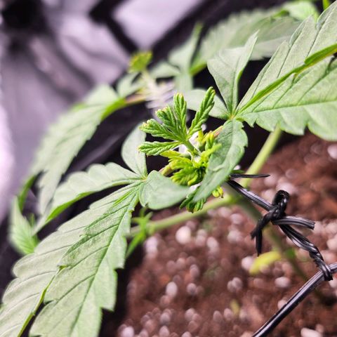 BB- G13 growlog timeline photo