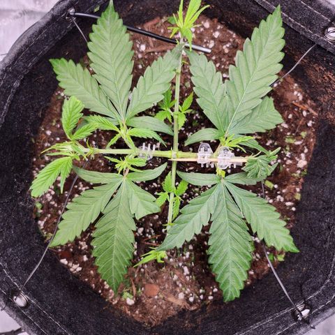 BB- G13 growlog timeline photo