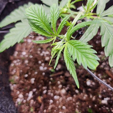 BB- G13 growlog timeline photo