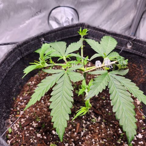 BB- G13 growlog timeline photo