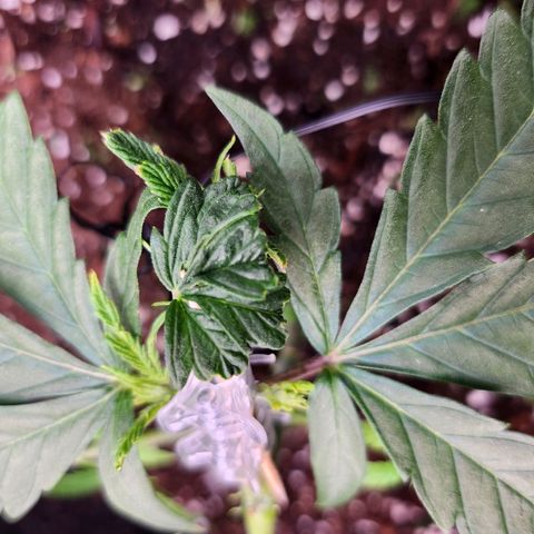 BB- G13 growlog timeline photo