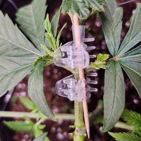 BB- G13 growlog timeline photo