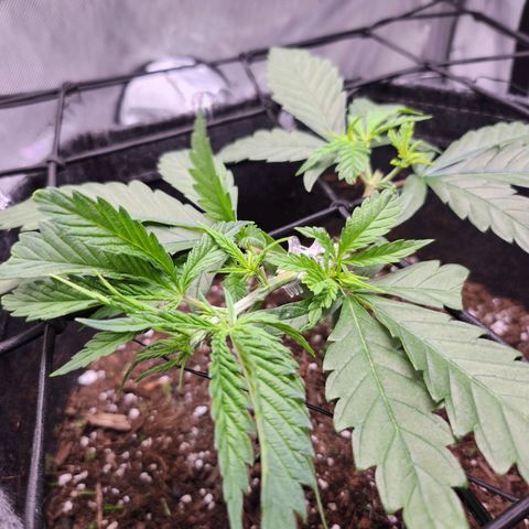 BB- G13 growlog timeline photo
