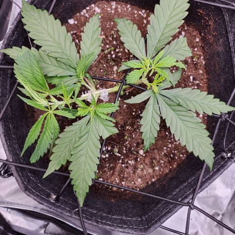 BB- G13 growlog timeline photo