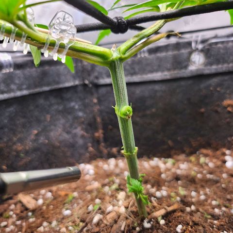 BB- G13 growlog timeline photo