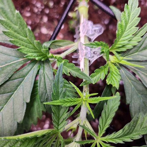 BB- G13 growlog timeline photo